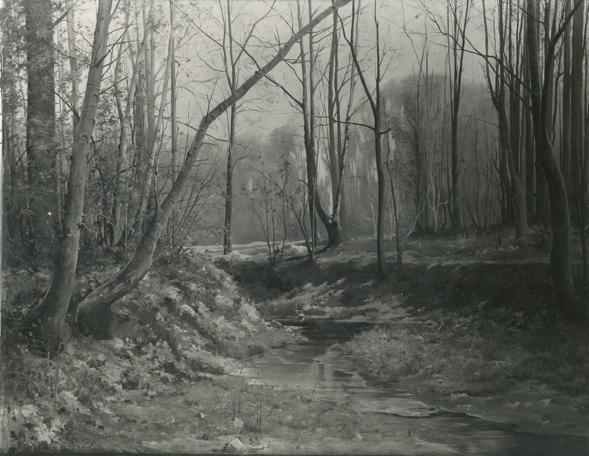Sous-bois, effet de printemps